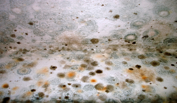 плесневой грибок на стенах 